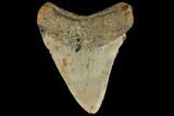Fossil Megalodon Tooth - North Carolina #109795-1
